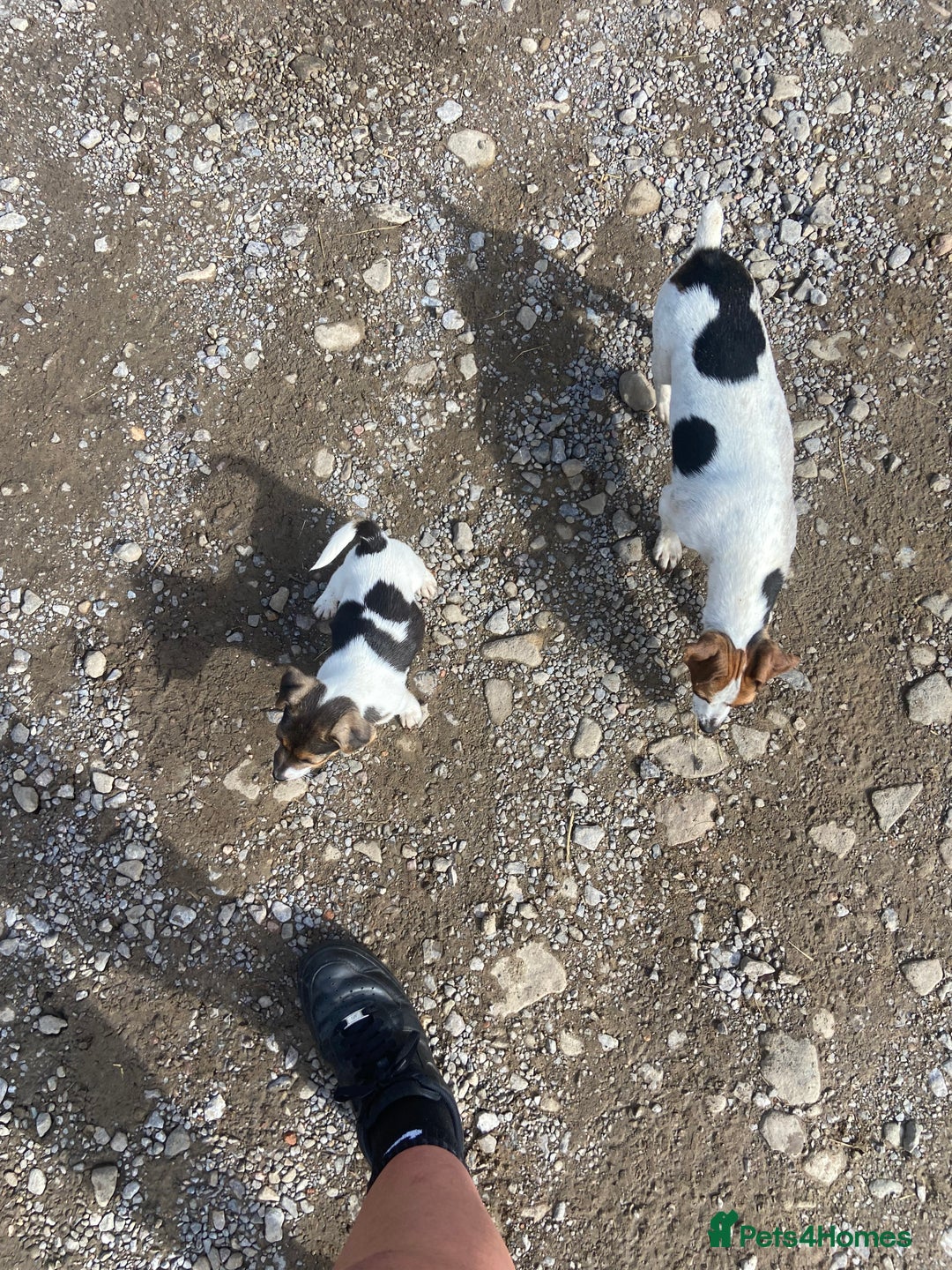 Jack Russell dogs for sale: Jack Russell pups - Image 2