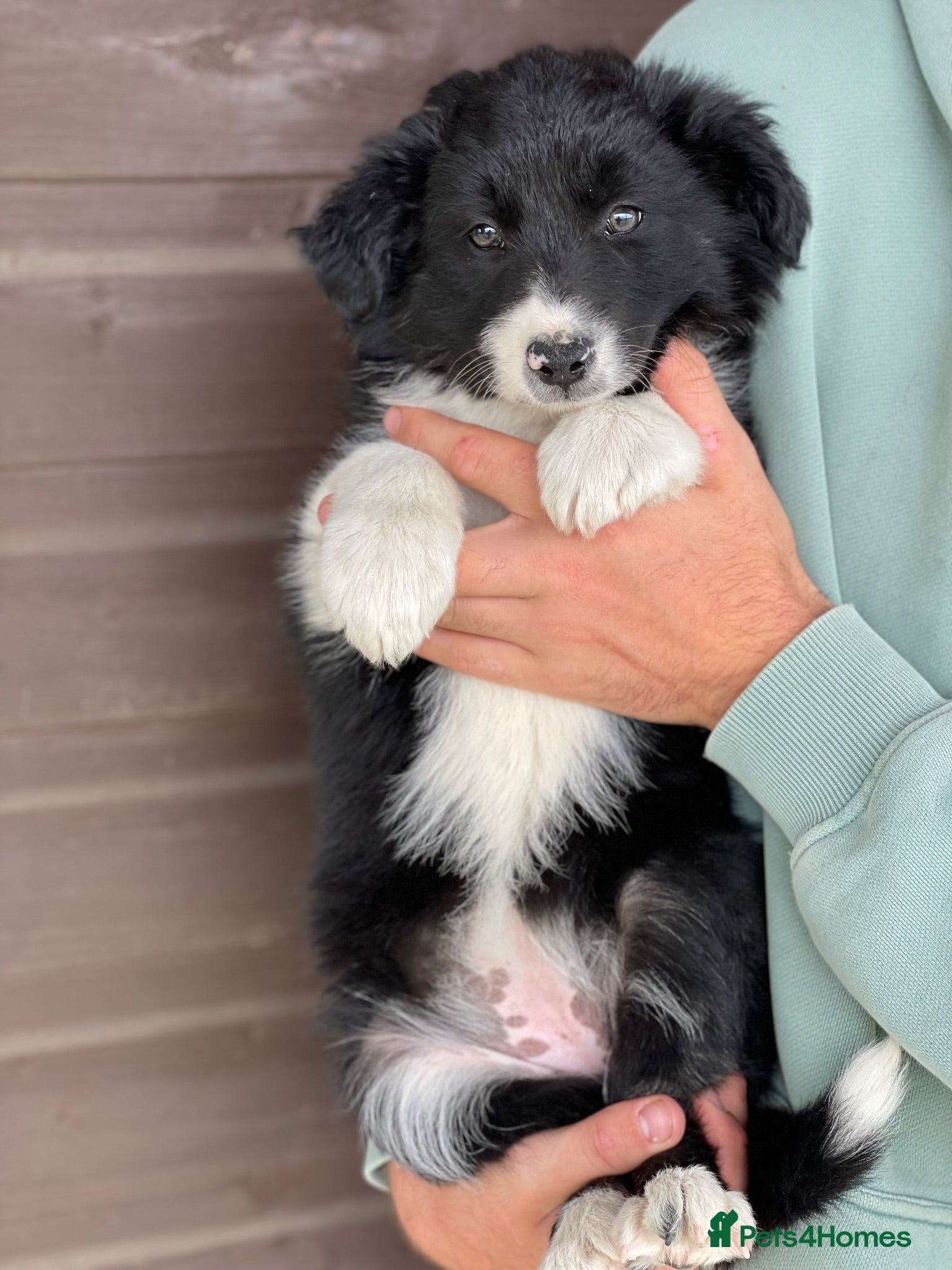 Border Collie dogs Collies puppies - Advert 13