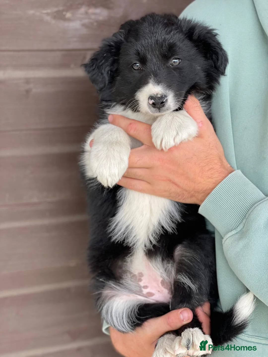 Border Collie dogs for sale: Collies puppies - Advert 1