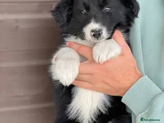 Border Collie dogs Collies puppies - Advert 1