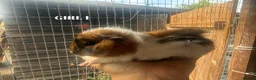 Guinea Pig rodents for sale: Baby Guinea Pigs - Advert 1