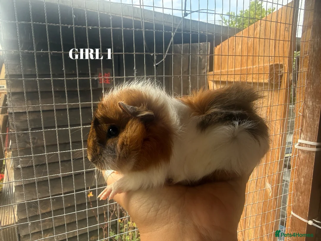Guinea Pig rodents for sale: Baby Guinea Pigs - Advert 1