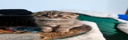 Scottish Fold cats for sale: Adorable Scottish Fold kittens 🐈‍⬛  - Advert 12