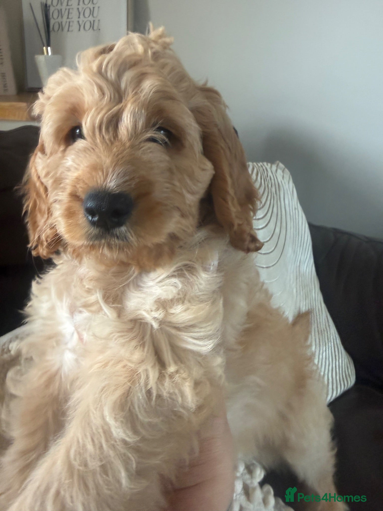 Cockapoo dogs for sale: 🩷1 gorgeous little girl🩷ready to leave now🩷 - Advert 1