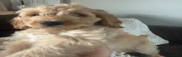 Cockapoo dogs for sale: 🩷1 gorgeous little girl🩷ready to leave now🩷 - Advert 1