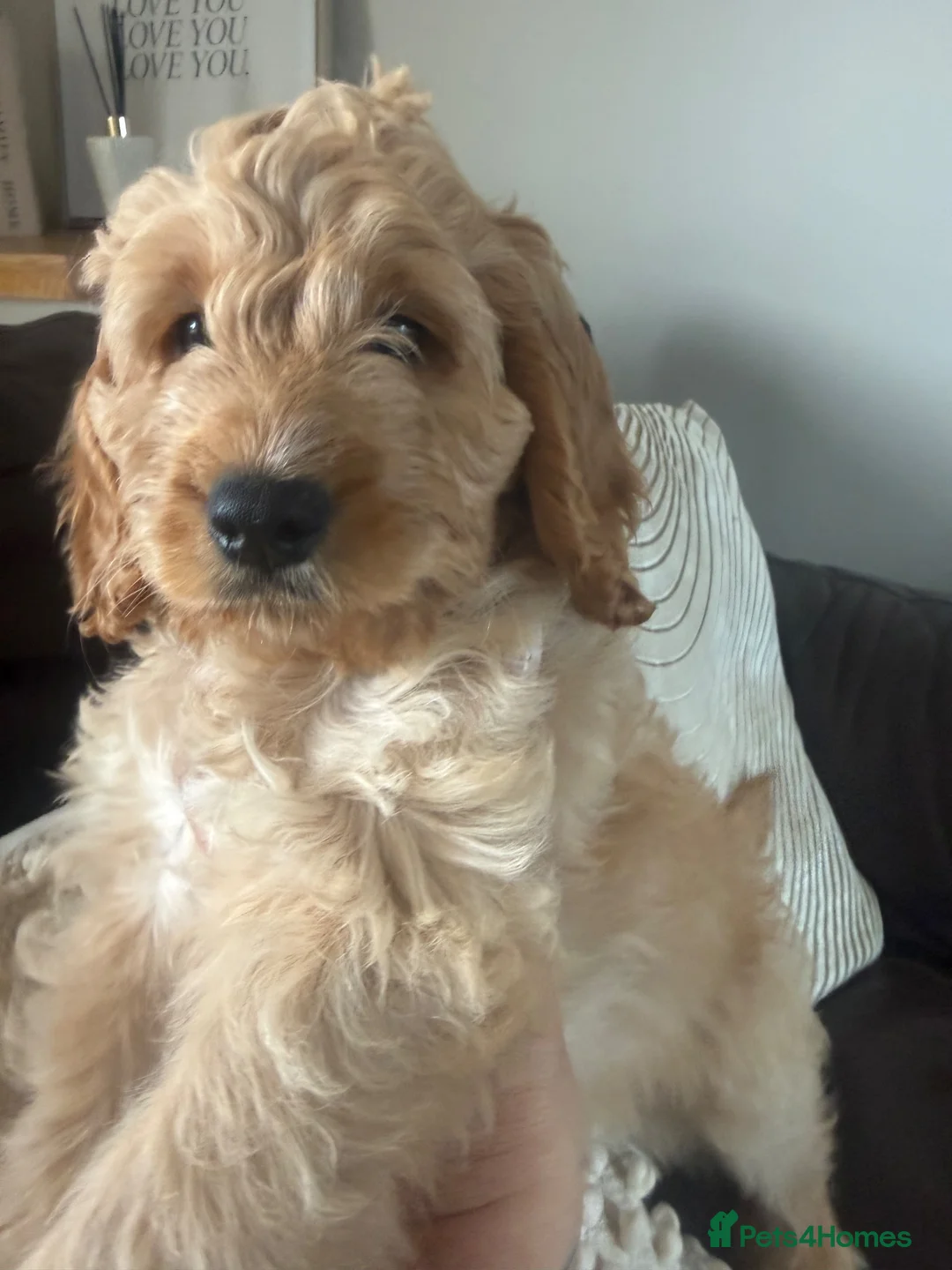 Cockapoo dogs for sale: 🩷1 gorgeous little girl🩷ready to leave now🩷 - Advert 1