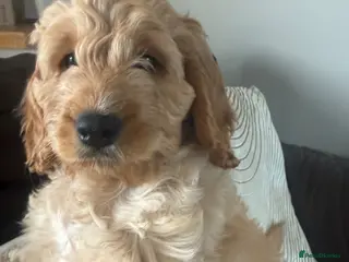 Cockapoo dogs 🩷1 gorgeous little girl🩷ready to leave now🩷 - Advert 1