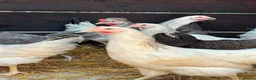 Chickens poultry for sale: RANGE OF POL HENS FOR SALE  in Derby - Advert 3