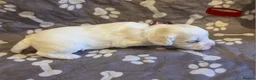 Mixed Breed dogs for sale: 9 Beautiful Cockerchon puppy's ready soon - Advert 15