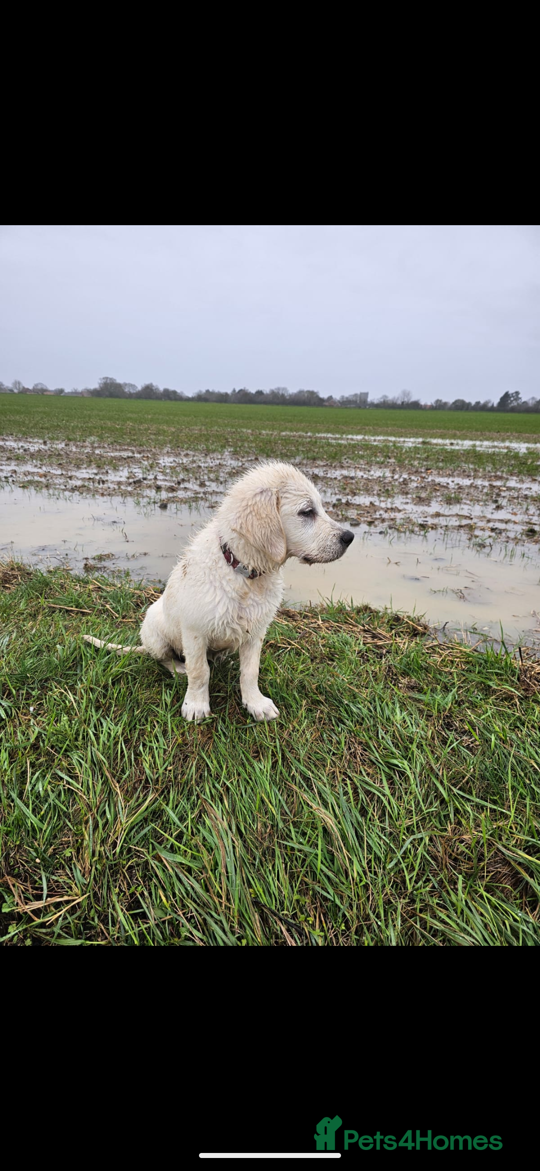 Golden Retriever dogs for sale: 🐾 Golden Retriever Puppies Available Soon! 🐾 - Advert 8