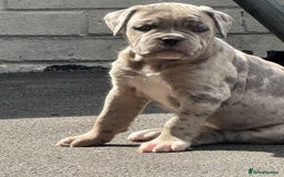 Mixed Breed dogs for sale: Mixed Merle cane corso puppies.  - Image 1