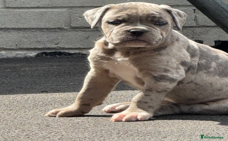 Mixed Breed dogs - Advert 5