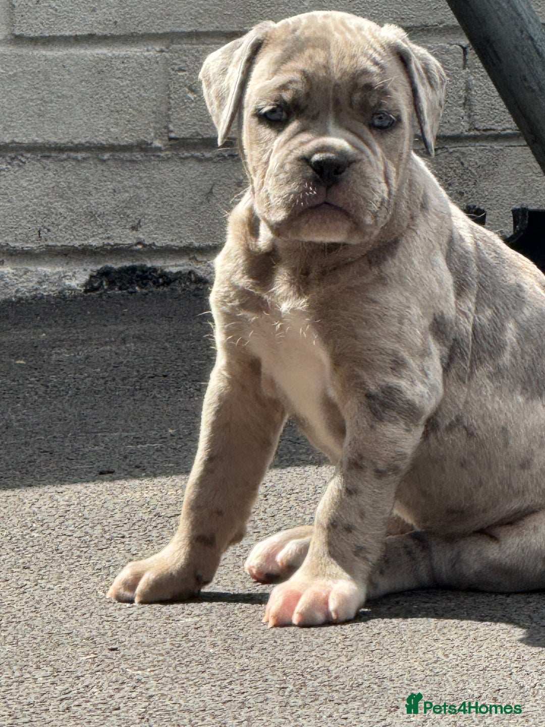 Mixed Breed dogs for sale: Mixed Merle cane corso puppies.  - Image 1