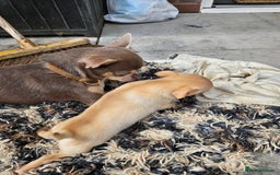 Chihuahua dogs for sale: 2 pure breed male chihuahua ready to leave - Image 11