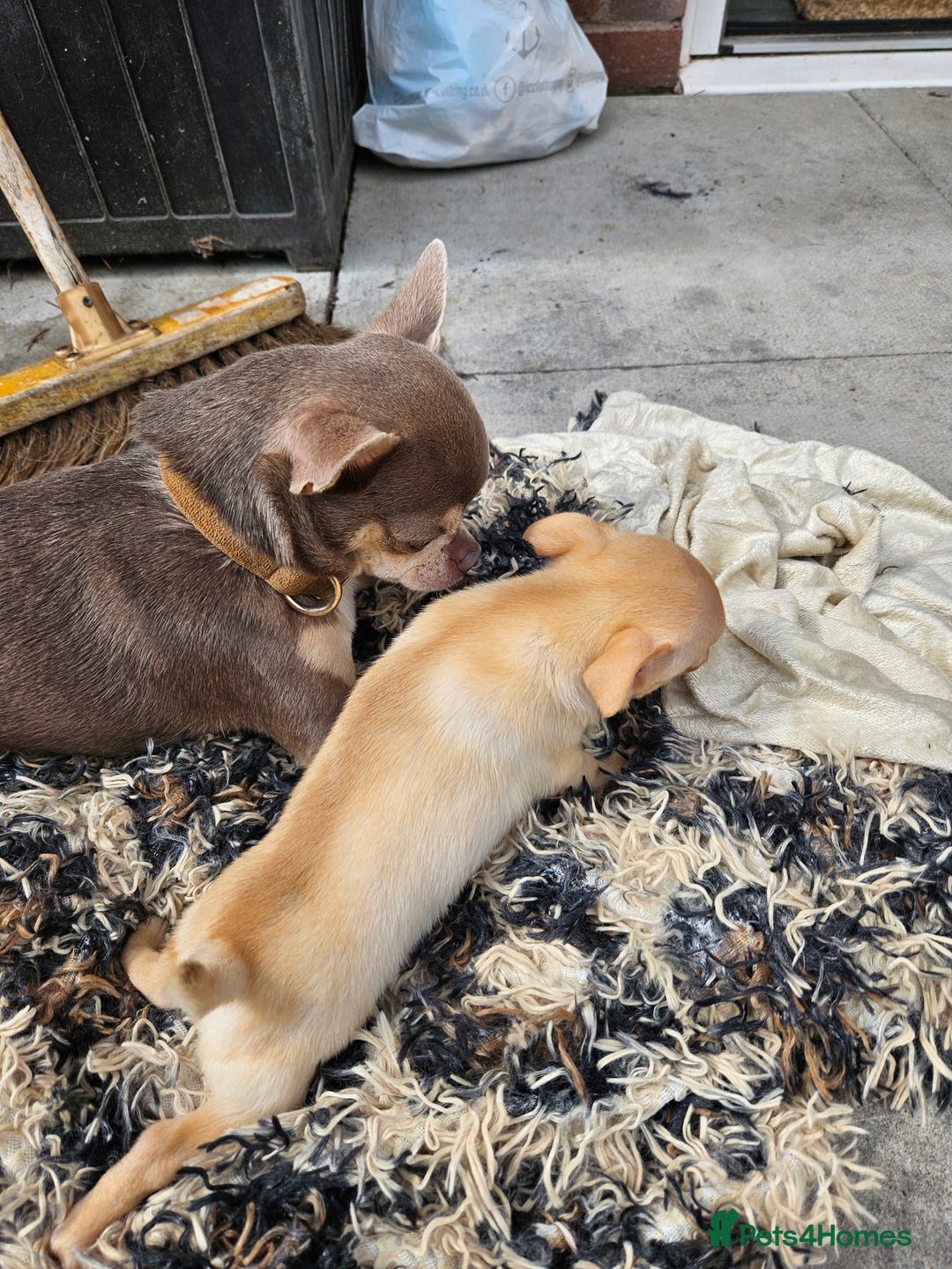 Chihuahua dogs for sale: 2 pure breed male chihuahua ready to leave - Image 11