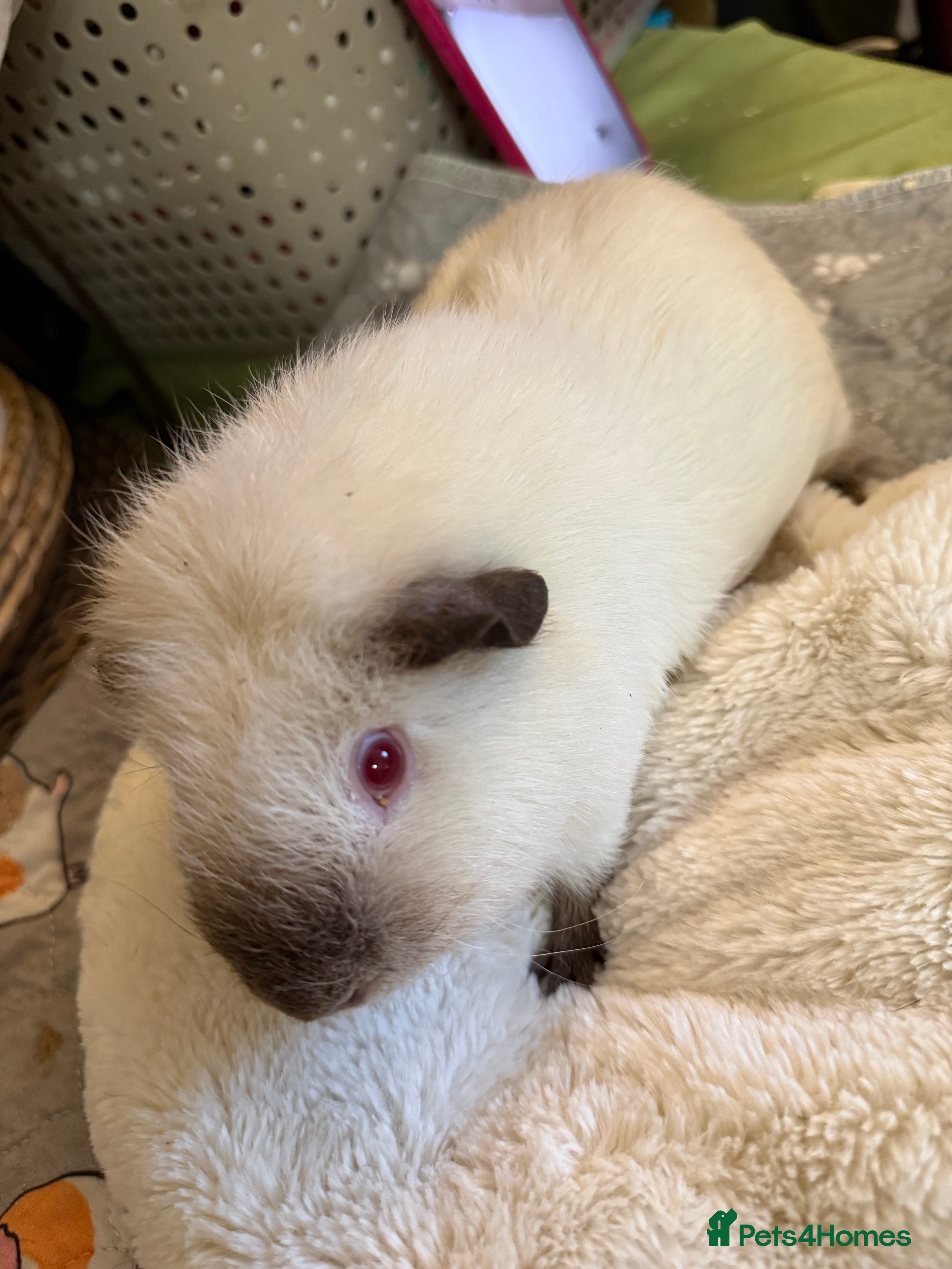 Guinea Pig rodents Male guinea pigs for sale - Advert 1