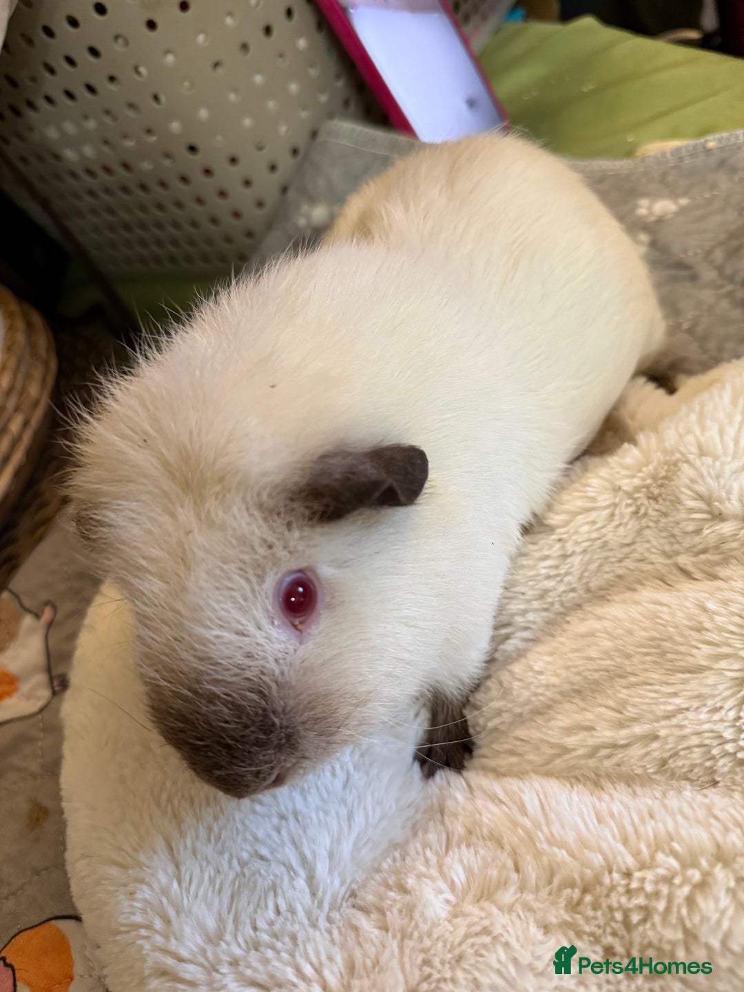 Guinea Pig rodents for sale: Male guinea pigs for sale - Advert 1