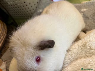 Guinea Pig rodents Male guinea pigs for sale - Advert 1