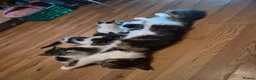 Mixed Breed cats for sale: Kittens - Advert 14