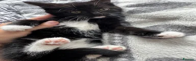 Mixed Breed Kitten 1