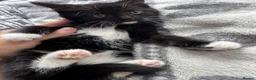 Mixed Breed cats for sale: Mixed breed kittens looking for new home  - Advert 15