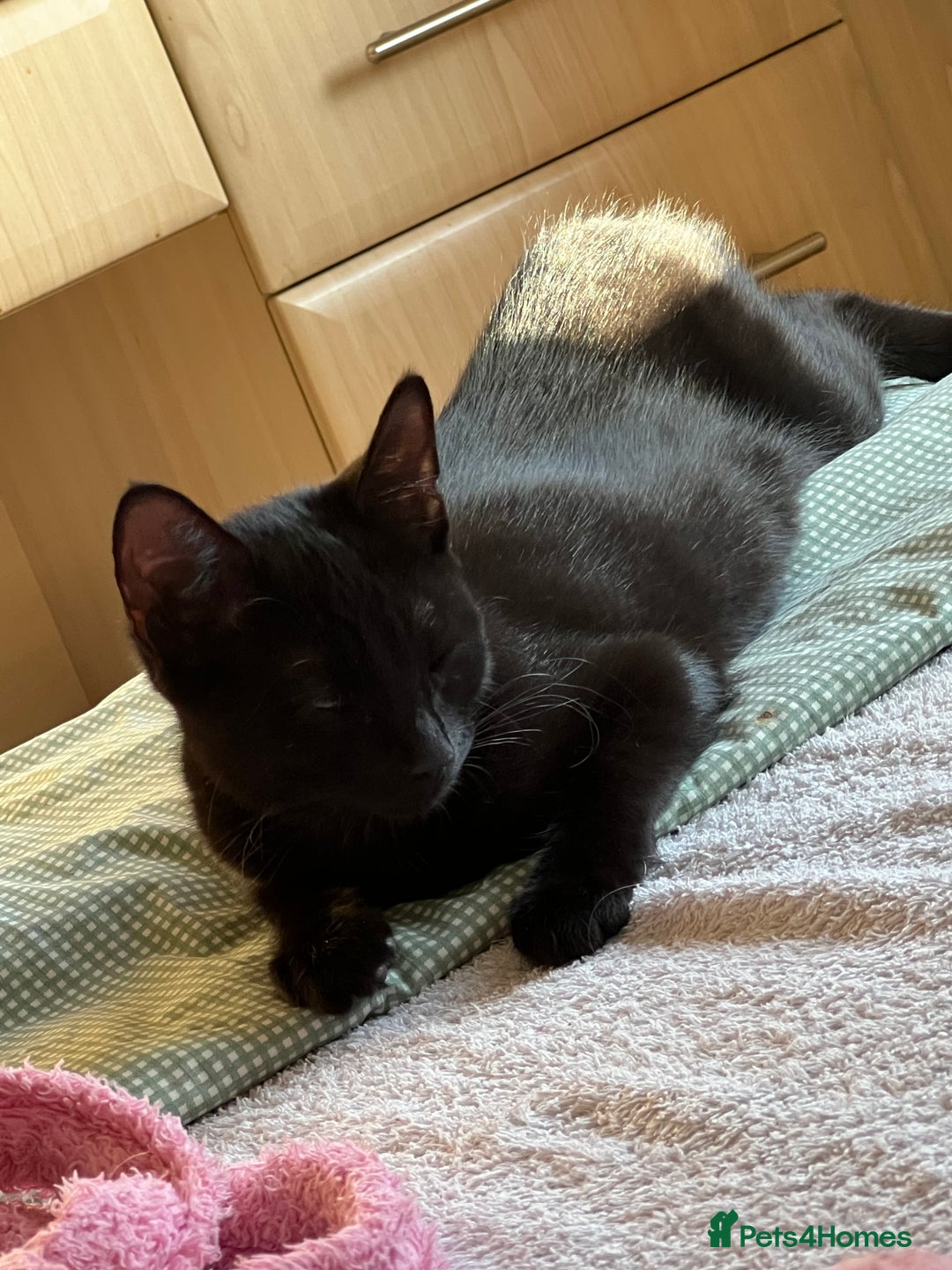 Mixed Breed cats for sale: A black cat - Image 9