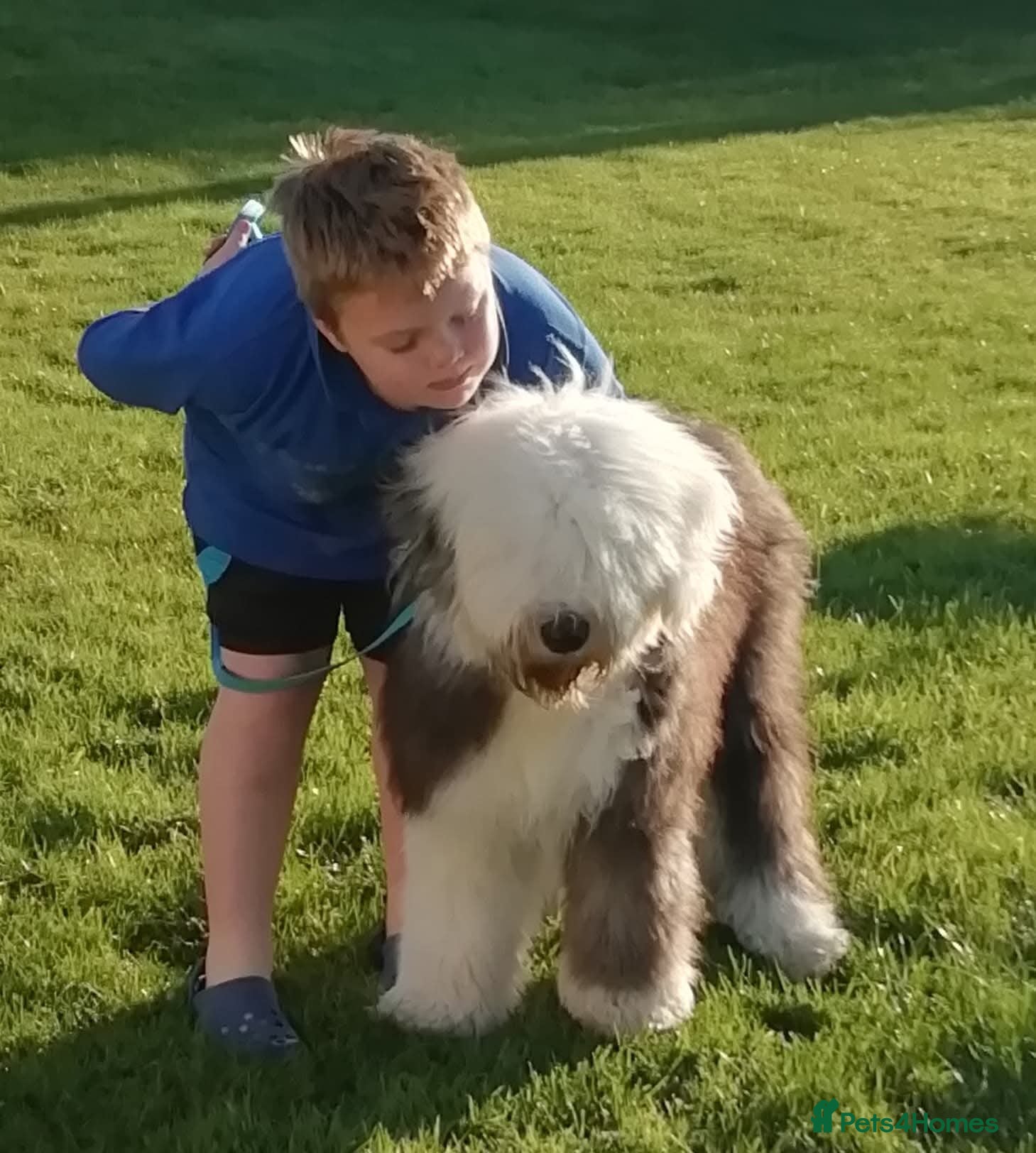 Old English Sheepdog dogs Old English sheep dog puppies  - Advert 2