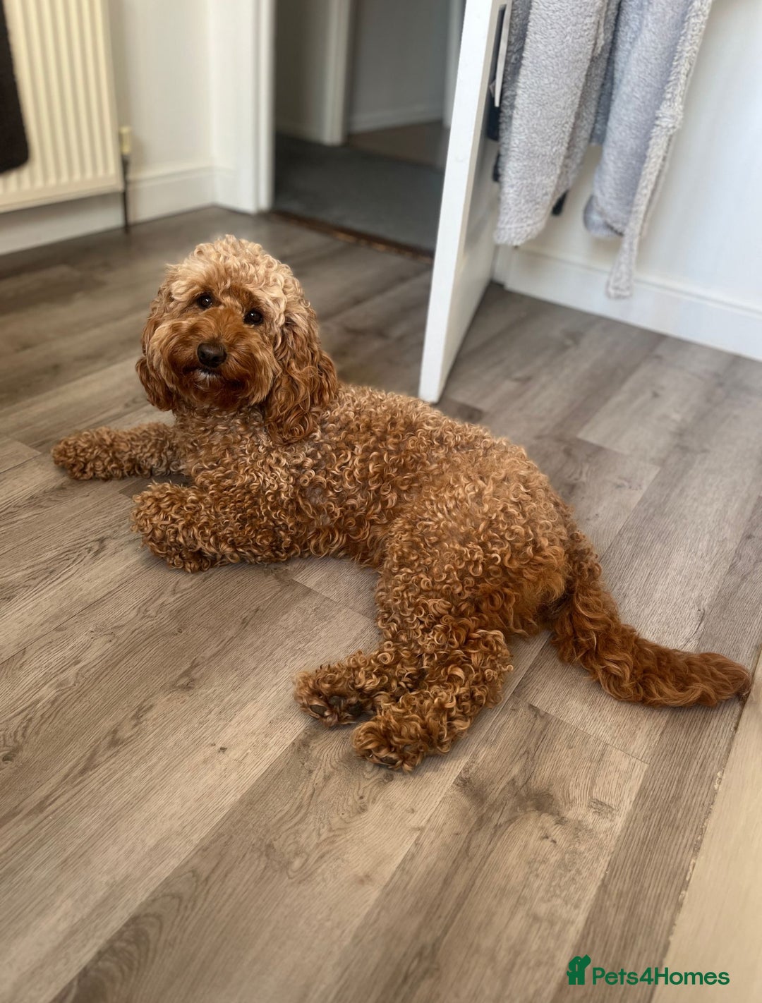 Mixed Breed dogs for sale: 4 Labradoodle Puppies For Sale - Image 2