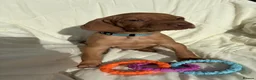 Hungarian Vizsla dogs for sale: 8 Five week old KC Reg Vizsla Puppies for sale - Advert 18
