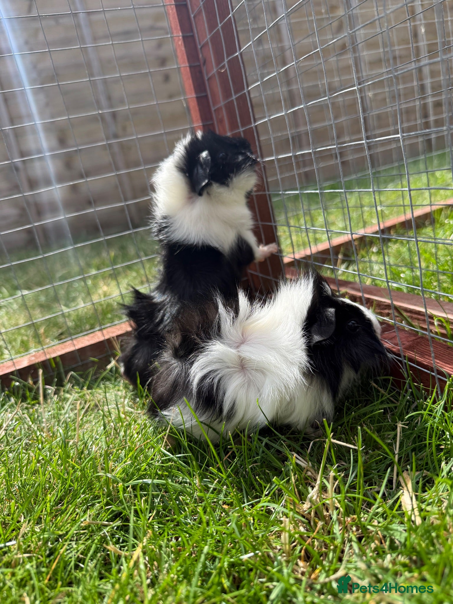 Guinea Pig rodents Baby Guinea pigs! - Advert 13