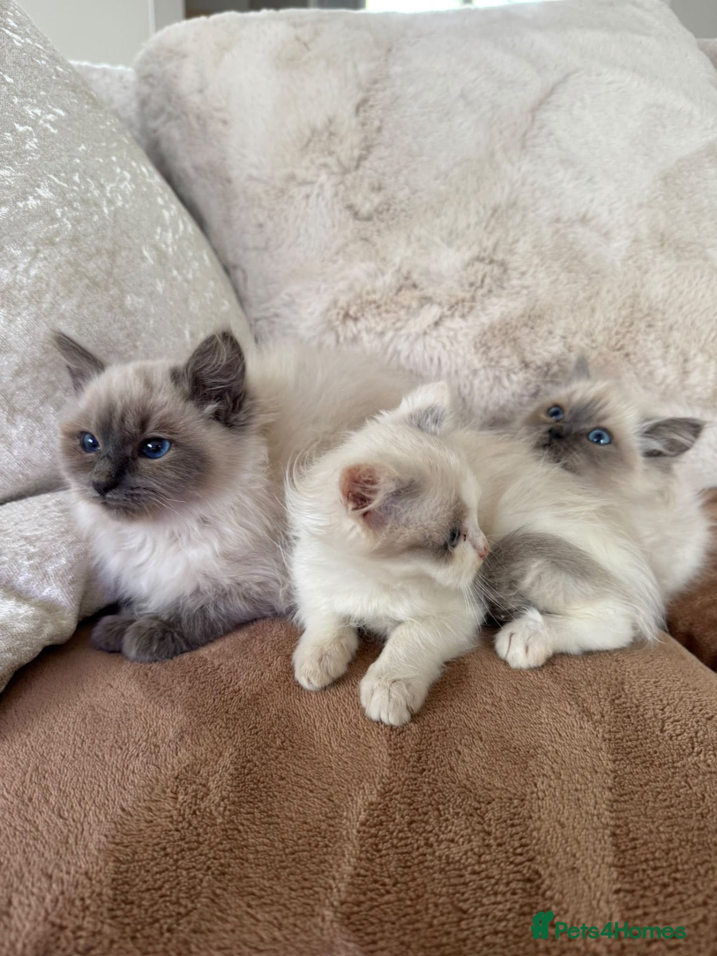 Ragdoll cats for sale: Ragdoll x kittens  - Advert 2
