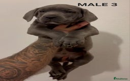 Cane Corso dogs for sale: Cane Corso Puppies READY NOW!!! - Image 4