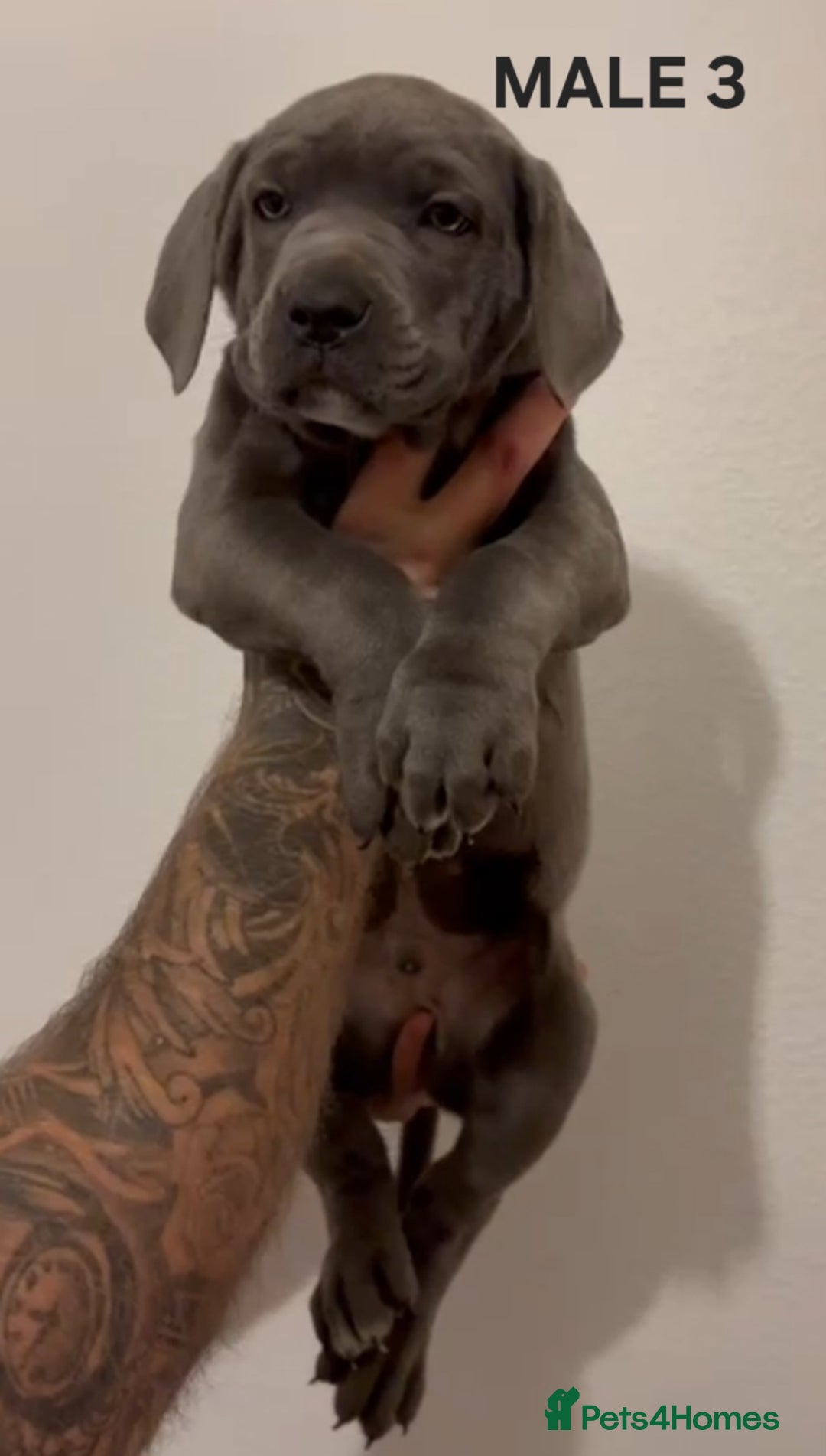 Cane Corso dogs for sale: Cane Corso Puppies READY NOW!!! - Image 4