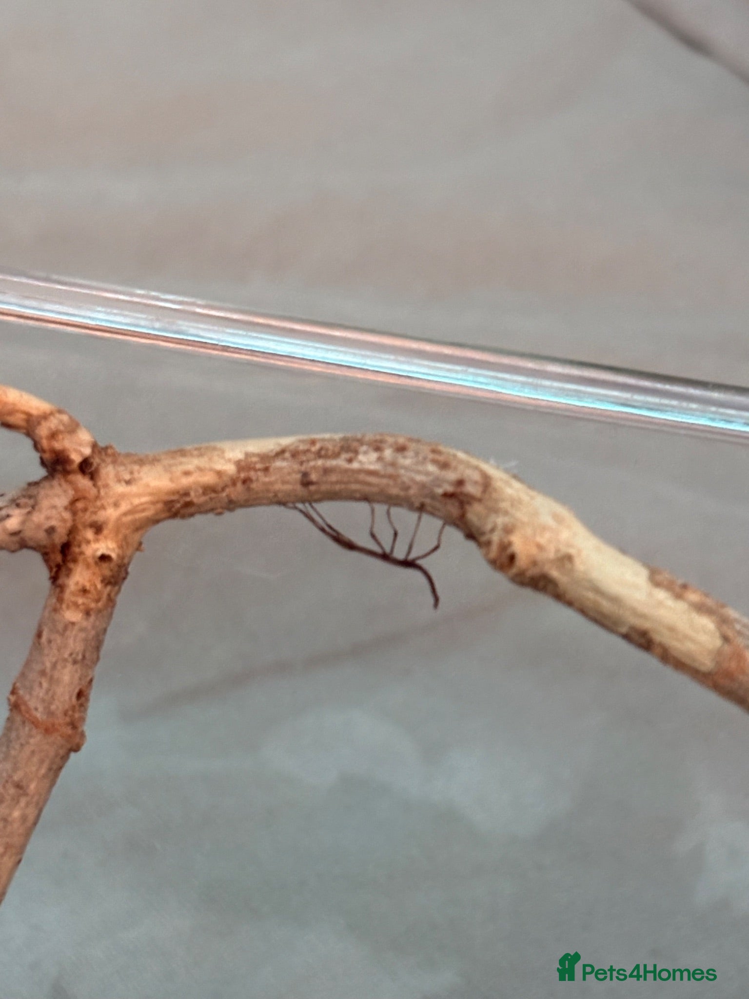 Stick Insects invertebrates Baby Indian stick insects 🐜 - Advert 1