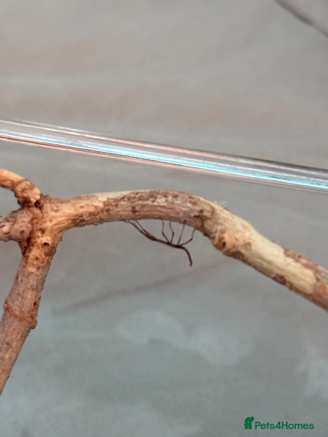 Stick Insects invertebrates for sale: Baby Indian stick insects 🐜 - Advert 1
