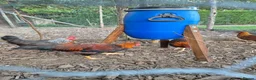 Chickens poultry for sale: LF Welsummer Cockerels  - Advert 7