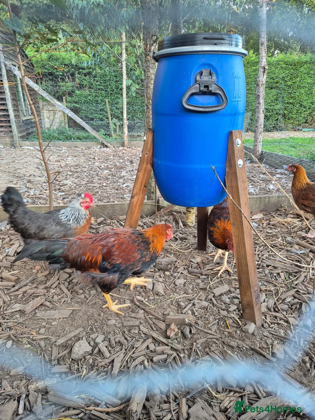 Chickens poultry for sale: LF Welsummer Cockerels  - Advert 7
