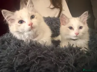 Ragdoll cats Two beautiful female Ragdoll kittens - Advert 2