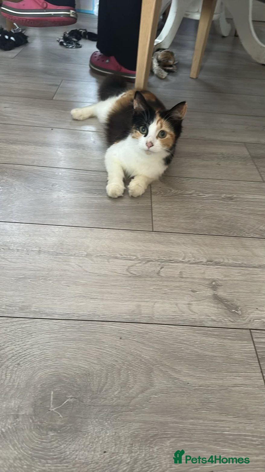 Mixed Breed cats Looking for there forever homes  - Advert 1