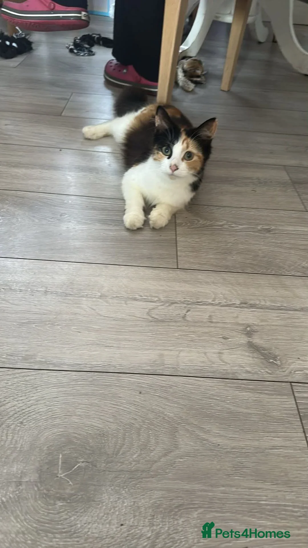 Mixed Breed cats for sale: Looking for there forever homes  in Rushden - Advert 1