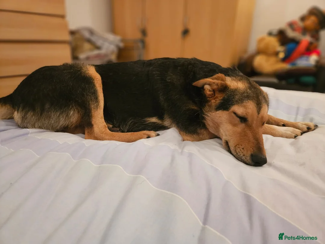 Mixed Breed dogs for adoption: 🐾 Meet Larisa - a gentle girl for a Loving Home💛 - Advert 28