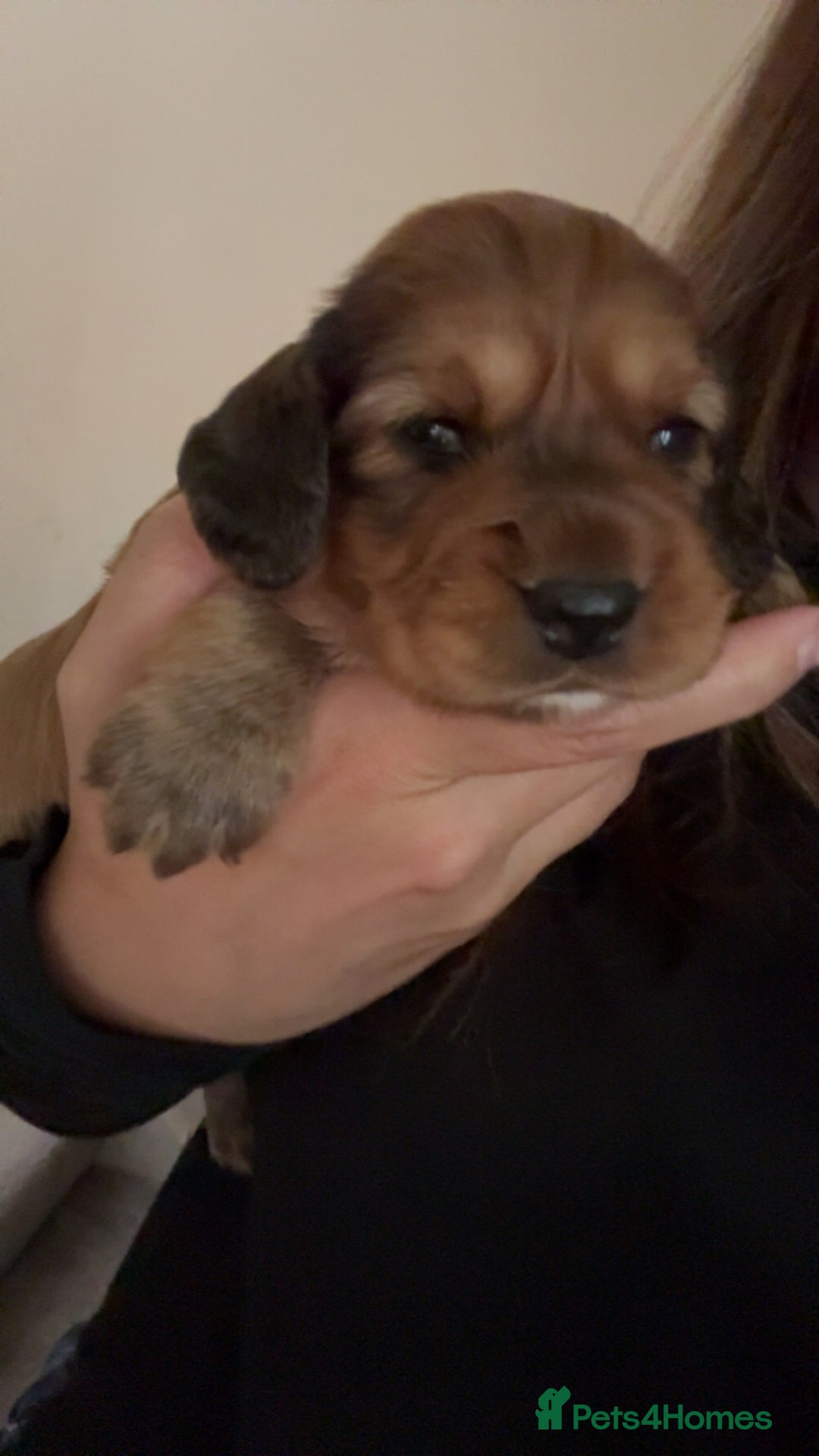 Cocker Spaniel dogs for sale: Last Cocker spaniel pup  - Image 8