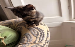 Domestic Shorthair cats for sale: Gorgeous kittens for sale - south of Edinburgh  - Image 10