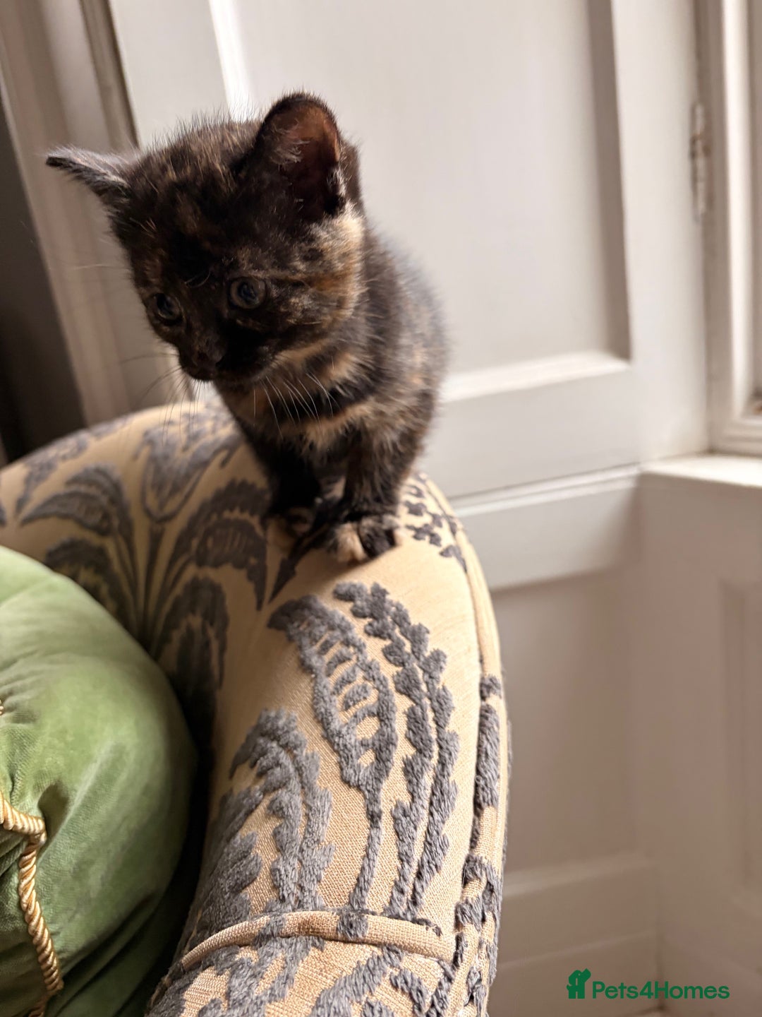 Domestic Shorthair cats for sale: Gorgeous kittens for sale - south of Edinburgh  - Image 10