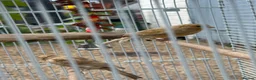 Canaries birds for sale: 2 Canaries for sale  - Advert 3