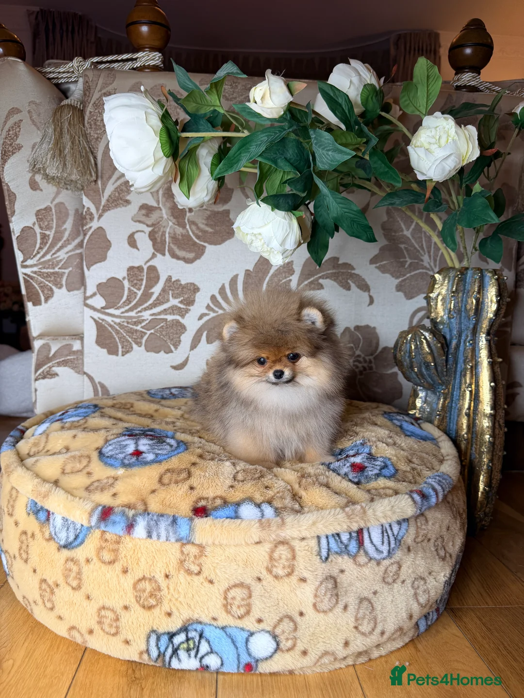 Pomeranian dogs for sale: Orange teddy bear type Pomeranian boy and girl - Advert 36