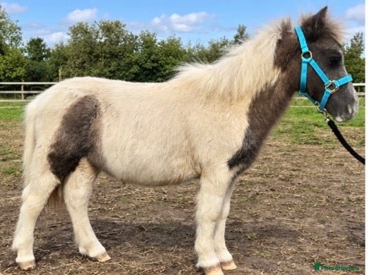 Shetland pony horses 7 months old colt  - Advert 3
