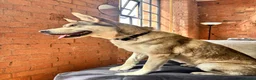 Mixed Breed dogs for sale: 3 year old malamute husky in Nottingham - Advert 4