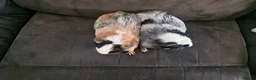 Guinea Pig rodents for sale: A pair of female guinea pigs - Advert 4