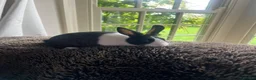 Dutch rabbits for sale: Two lovely Dutch rabbits - Advert 2
